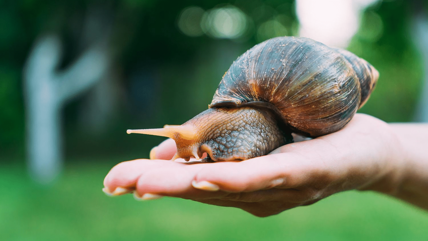 snail, objects used in tickling porn