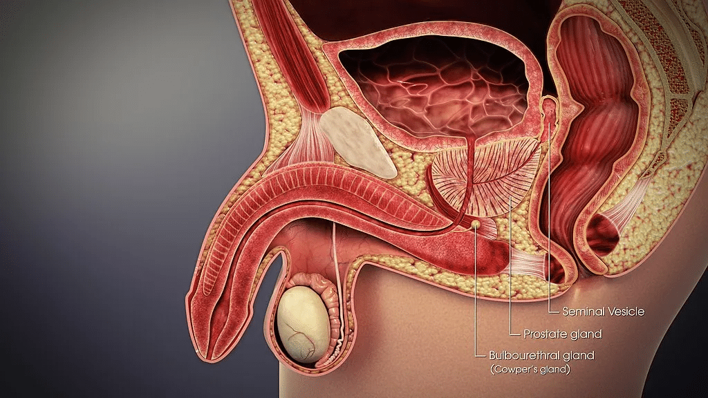 Cowper's Gland, precum meaning, what is precum,