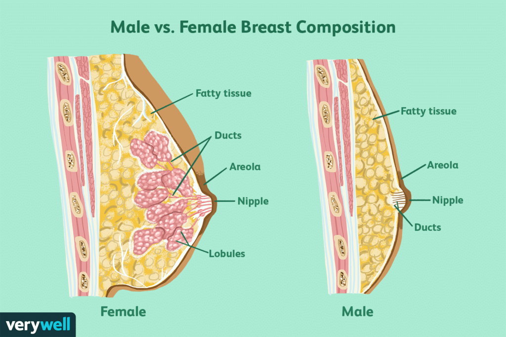 male vs female breast comparison medical illustration