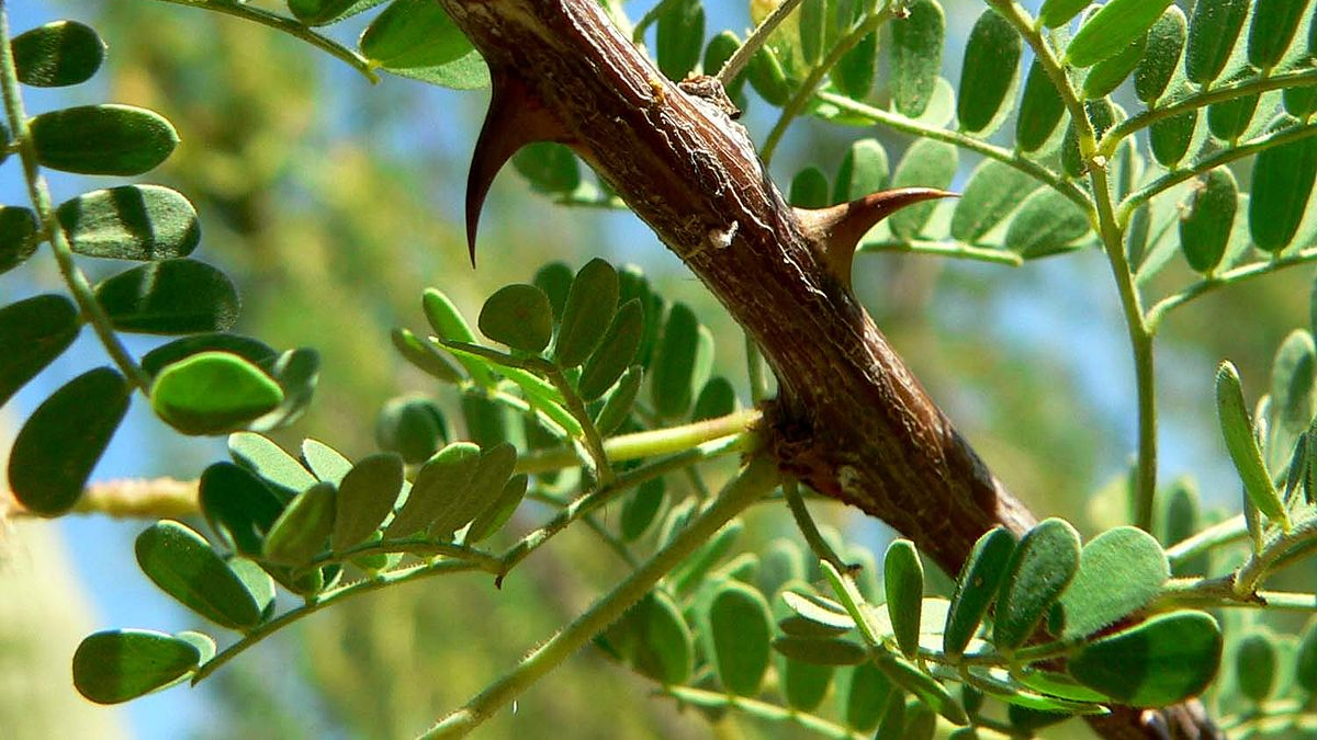 acacia leaves ancient birth control