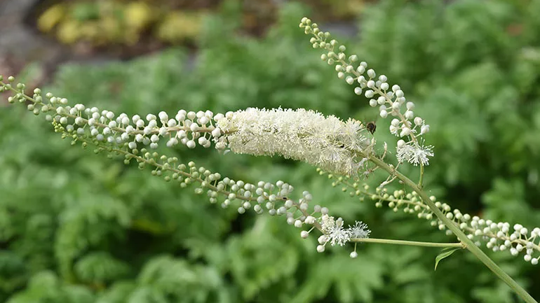 Black cohosh plant