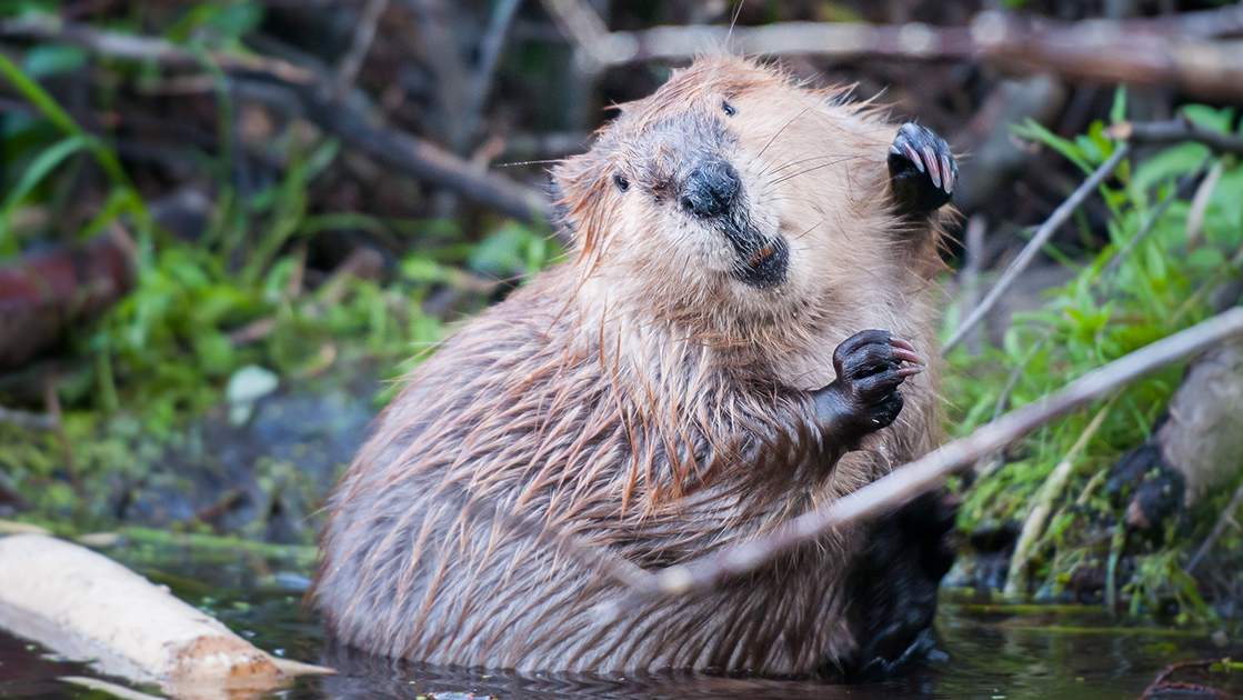 beaver in water